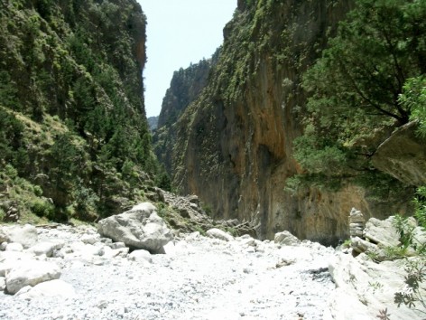 Samaria - Fiore S. Barbato