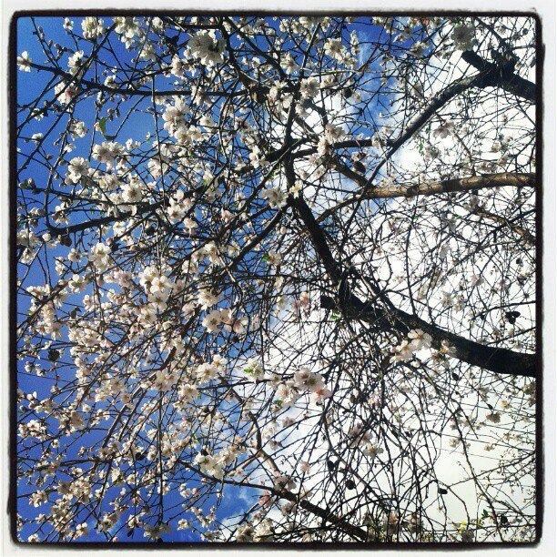 Almond Trees and the Promise of Spring