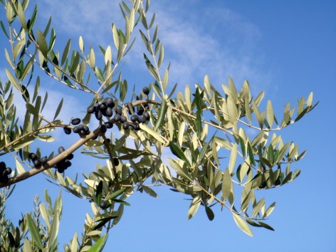 olive tree - Gabriele Cantini